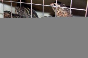 Jak samodzielnie zrobić klatkę dla przepiórki?